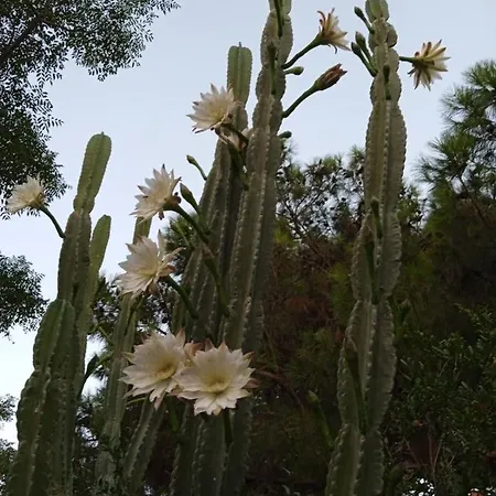 Mani Spot -cereus *