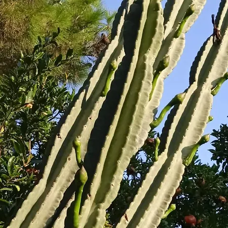 Mani Spot -cereus アパート *