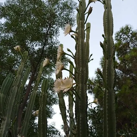 アパート Mani Spot -cereus アレオポリ