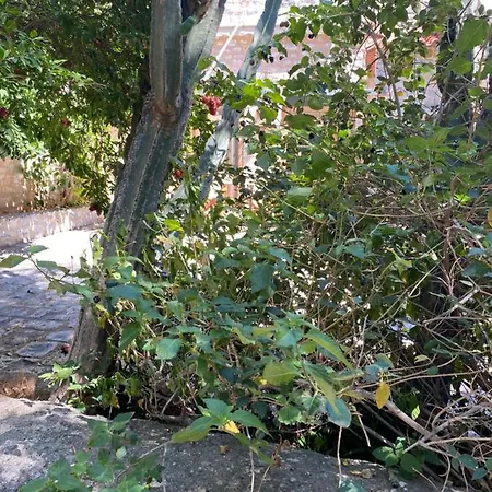 アパート Mani Spot -cereus アレオポリ