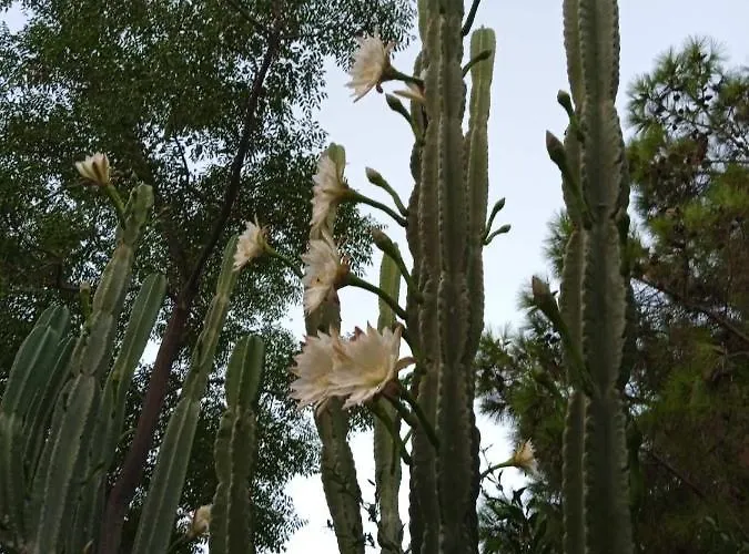 Daire Mani Spot -cereus Areopoli