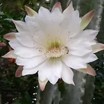 Mani Spot -cereus *