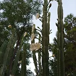 Lejlighed Mani Spot -cereus Areopoli