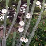 Lejlighed Mani Spot -cereus *