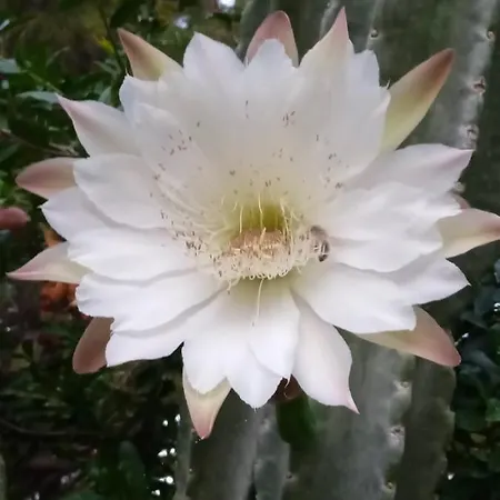 Mani Spot -cereus *