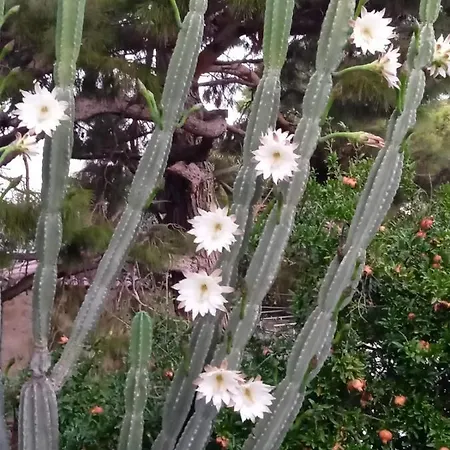아파트 Mani Spot -cereus *