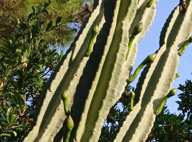 Mani Spot -cereus Апартаменты *