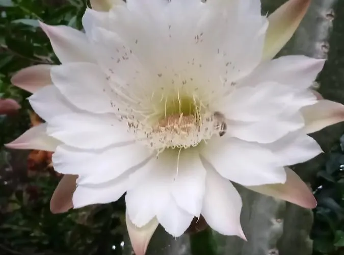Mani Spot -cereus *