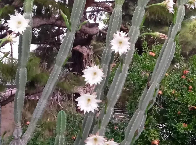 Апартаменты Mani Spot -cereus *