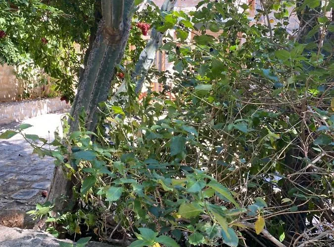 Διαμέρισμα Mani Spot -cereus Αρεόπολις